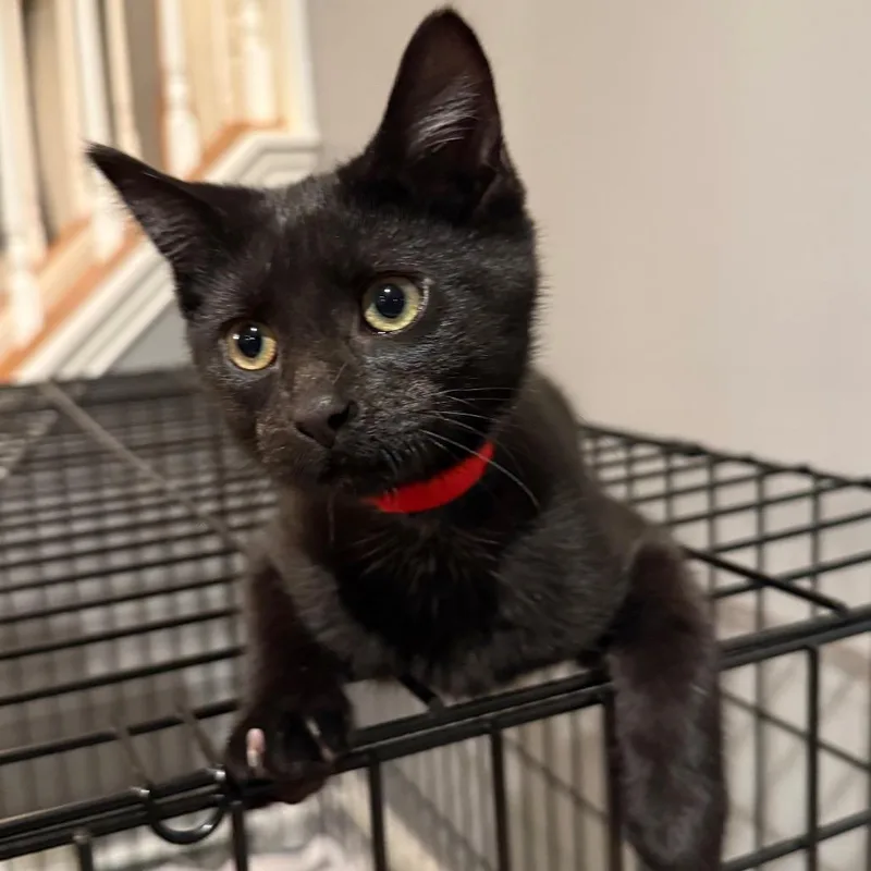 A baby small-sized female Black Domestic Short Hair cat named Sue for adoption in Hamburg, NY