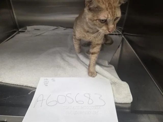 A young medium-sized male Domestic Short Hair cat named A for adoption in Orlando, FL
