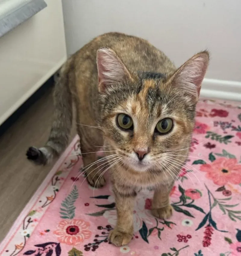 A young medium-sized female Domestic Short Hair cat named Bernie for adoption in Los Angeles, CA