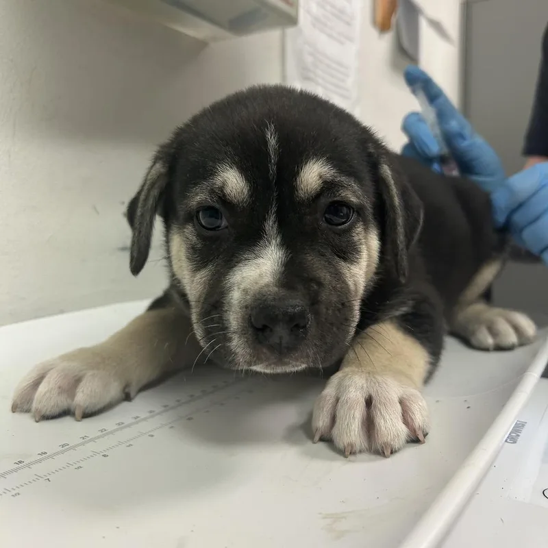 A baby small-sized male Black Mixed Breed dog named Lemonade for adoption in Charleston, WV
