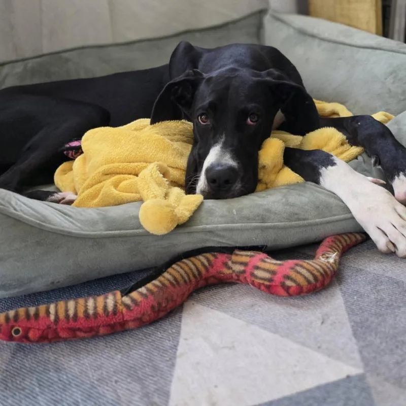 A young large-sized female Great Dane dog named Belle for adoption in Pasadena , MD