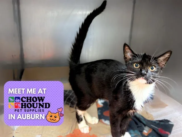 A baby small-sized female Domestic Short Hair cat named Kali for adoption in Fort Wayne, IN