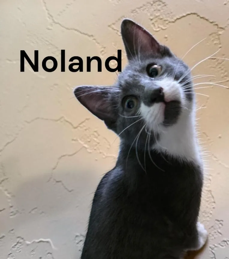 A baby medium-sized male Gray & White Domestic Short Hair cat named Noland for adoption in Weems, VA