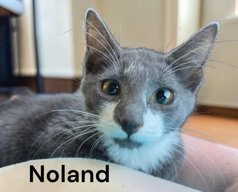 Noland thumbnail 2