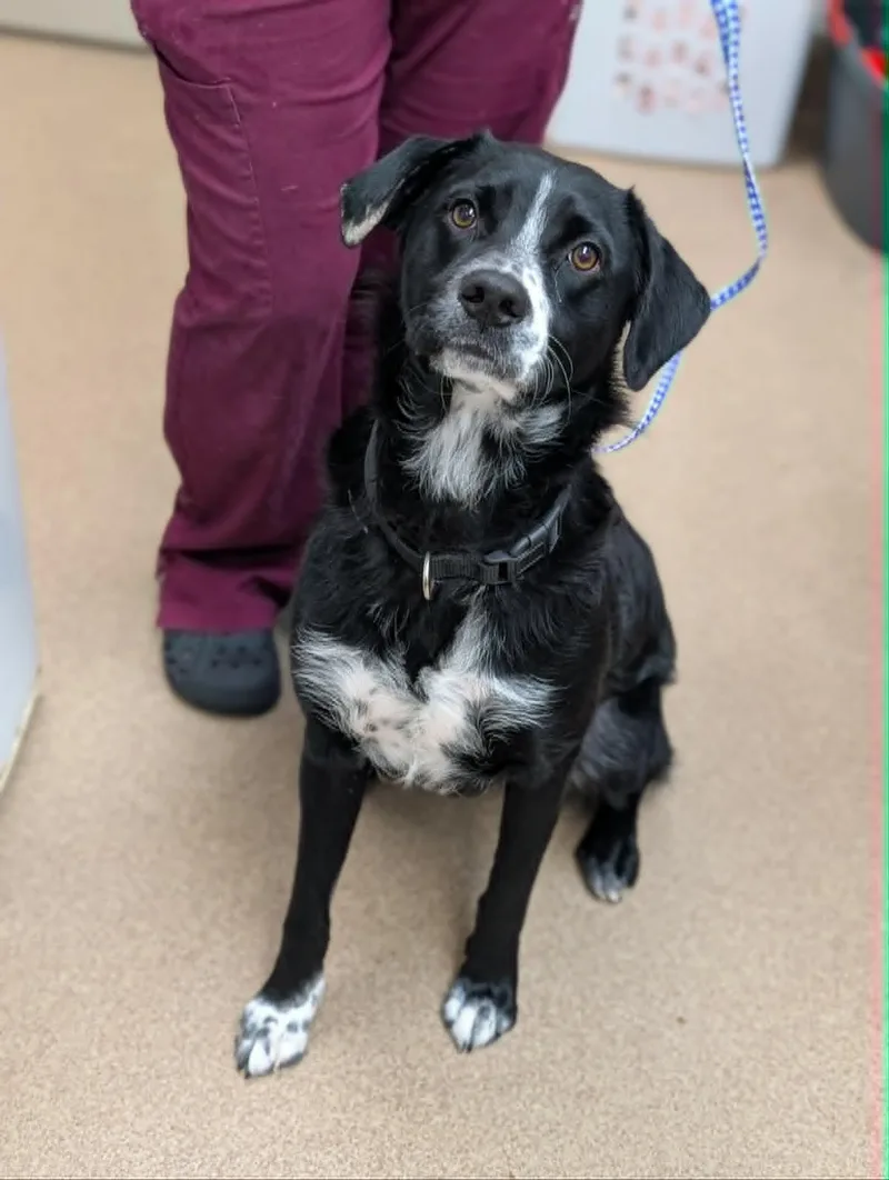 An adult medium-sized female Black Australian Shepherd dog named Kiwi for adoption in Chambersburg, PA