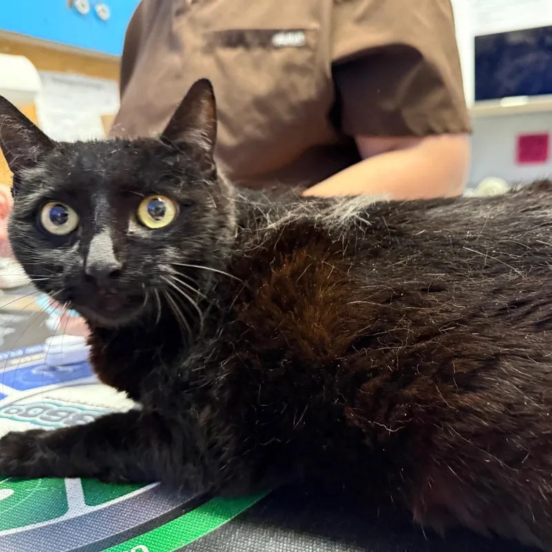 A senior large-sized female Black Domestic Short Hair cat named Bagherra for adoption in Wahiawa, HI