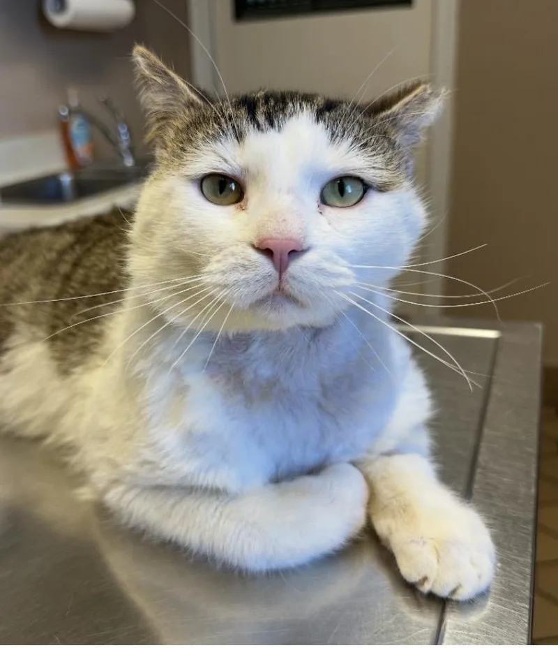 A young large-sized male Domestic Short Hair cat named Gandalf for adoption in Troy, MI