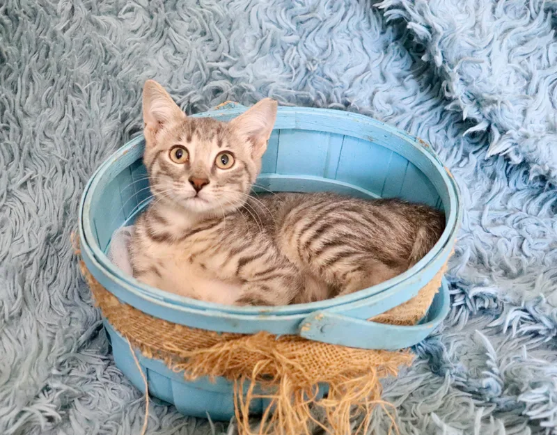 A baby medium-sized male Tabby (Gray / Blue / Silver) Tabby cat named Moby for adoption in Saint Augustine, FL