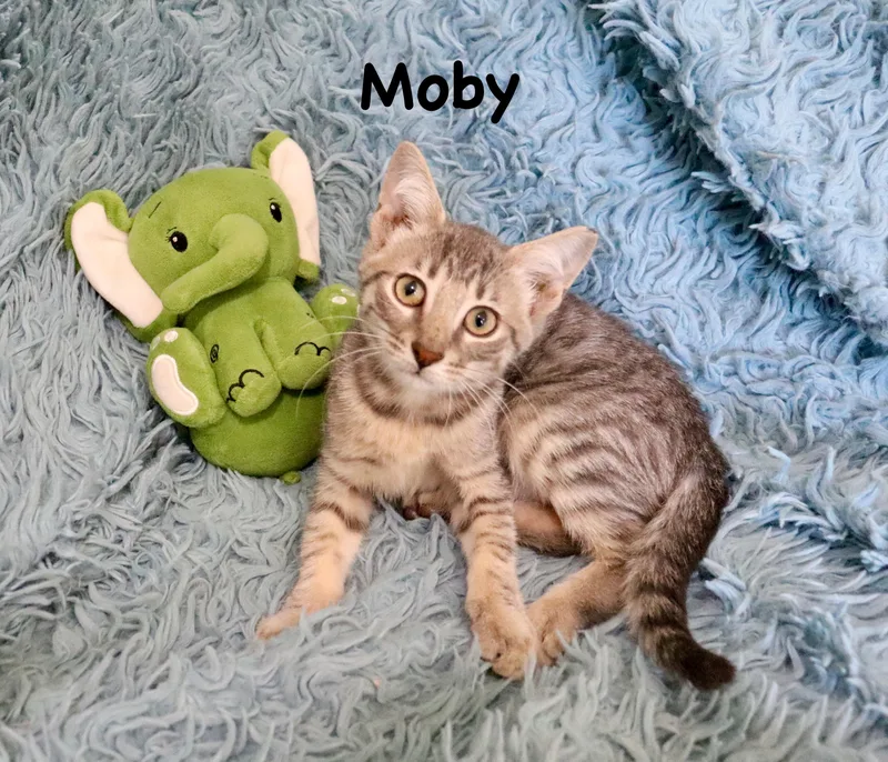 Moby thumbnail 3