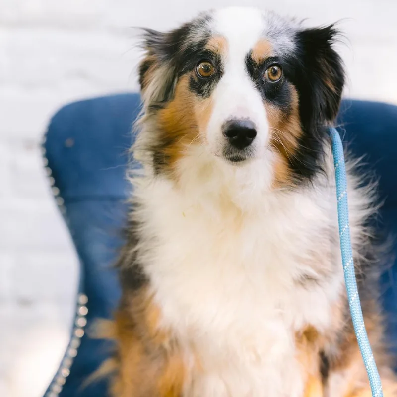 An adult medium-sized female Australian Shepherd dog named Whisper for adoption in Zionsville, IN