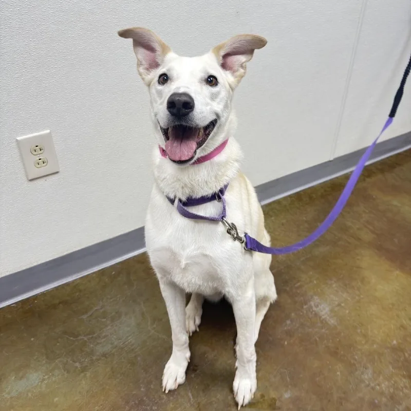 An adult medium-sized female White / Cream Labrador Retriever dog named Rosetta for adoption in Albuquerque, NM