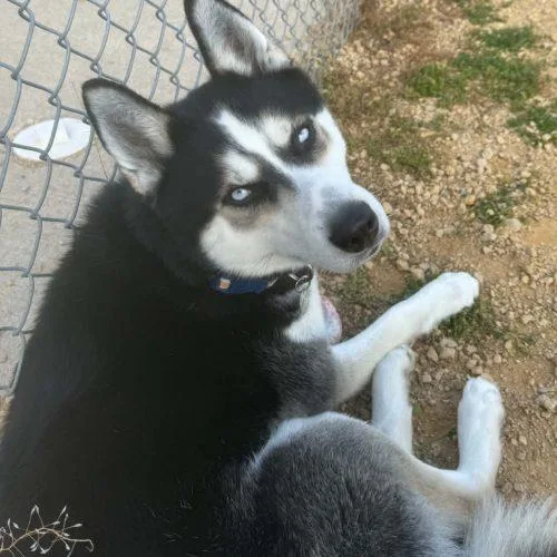 A young medium-sized male Bicolor Husky dog named Savvy for adoption in Elizabeth, IL