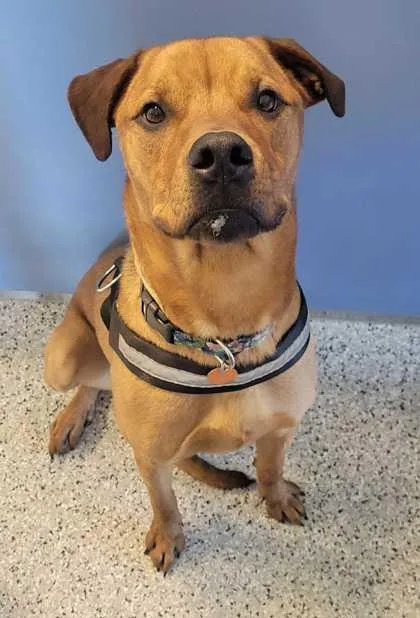 An adult large-sized male Brown / Chocolate Mixed Breed dog named Sonic for adoption in Kansas City, MO