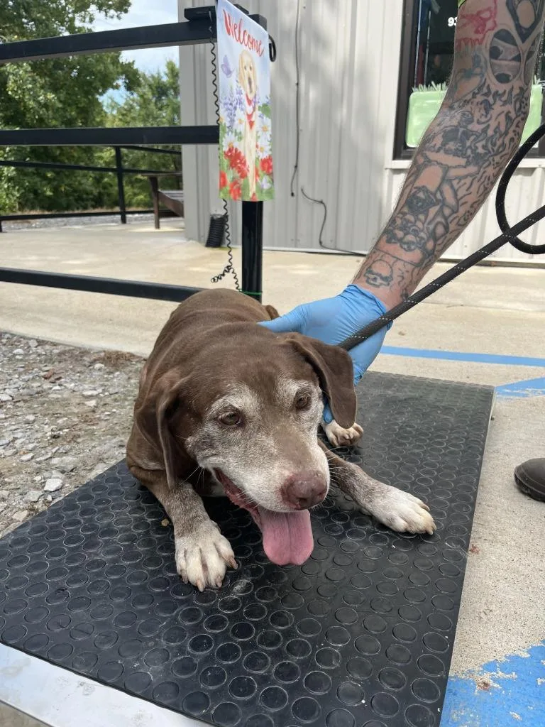 A senior large-sized female Labrador Retriever dog named Rudy for adoption in Lawrenceburg, TN