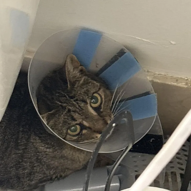 An adult medium-sized female Brown / Chocolate Domestic Short Hair cat named Blanche O'reiley for adoption in Brooklyn, NY