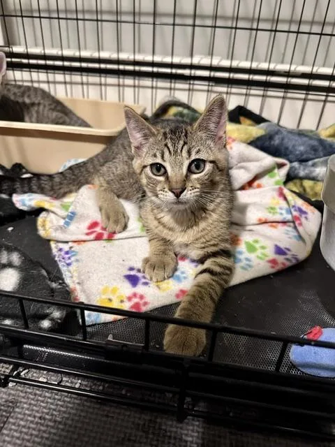 A baby small-sized female Domestic Short Hair cat named Jade for adoption in Plainville, MA