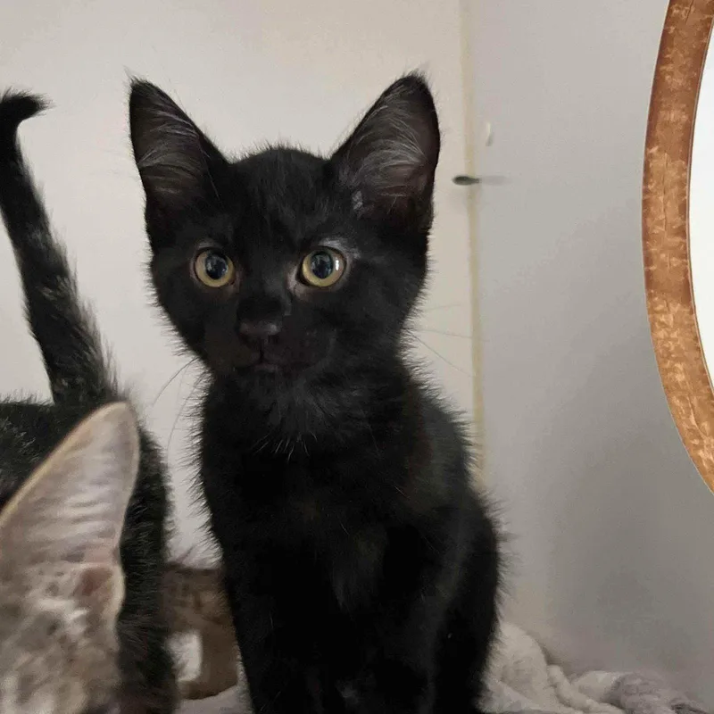 A baby small-sized male Black Domestic Short Hair cat named Curly for adoption in Oakland, CA