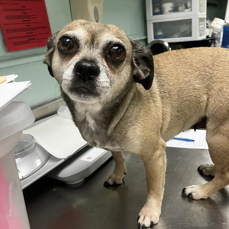 A senior small-sized female Yellow / Tan / Blond / Fawn Mixed Breed dog named Gracie for adoption in Waukesha, WI