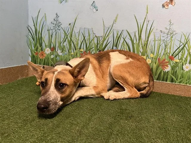 A young medium-sized female Australian Cattle Dog / Blue Heeler dog named Jessie for adoption in Castaic, CA