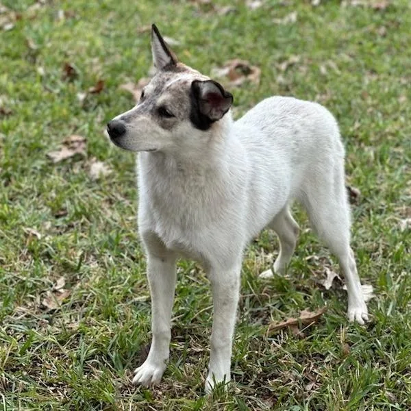 Blizzard thumbnail 2