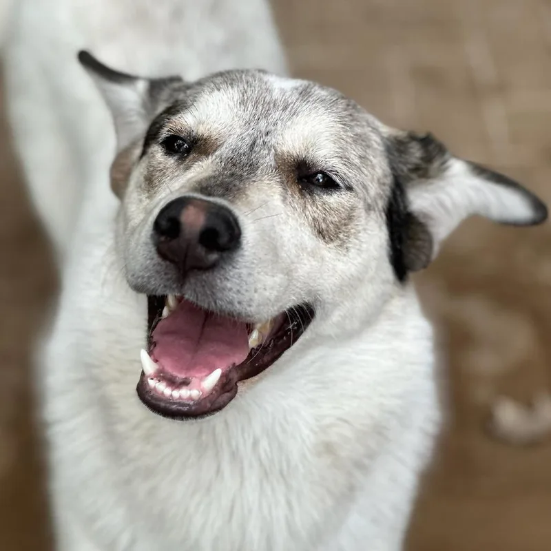 Blizzard thumbnail 3