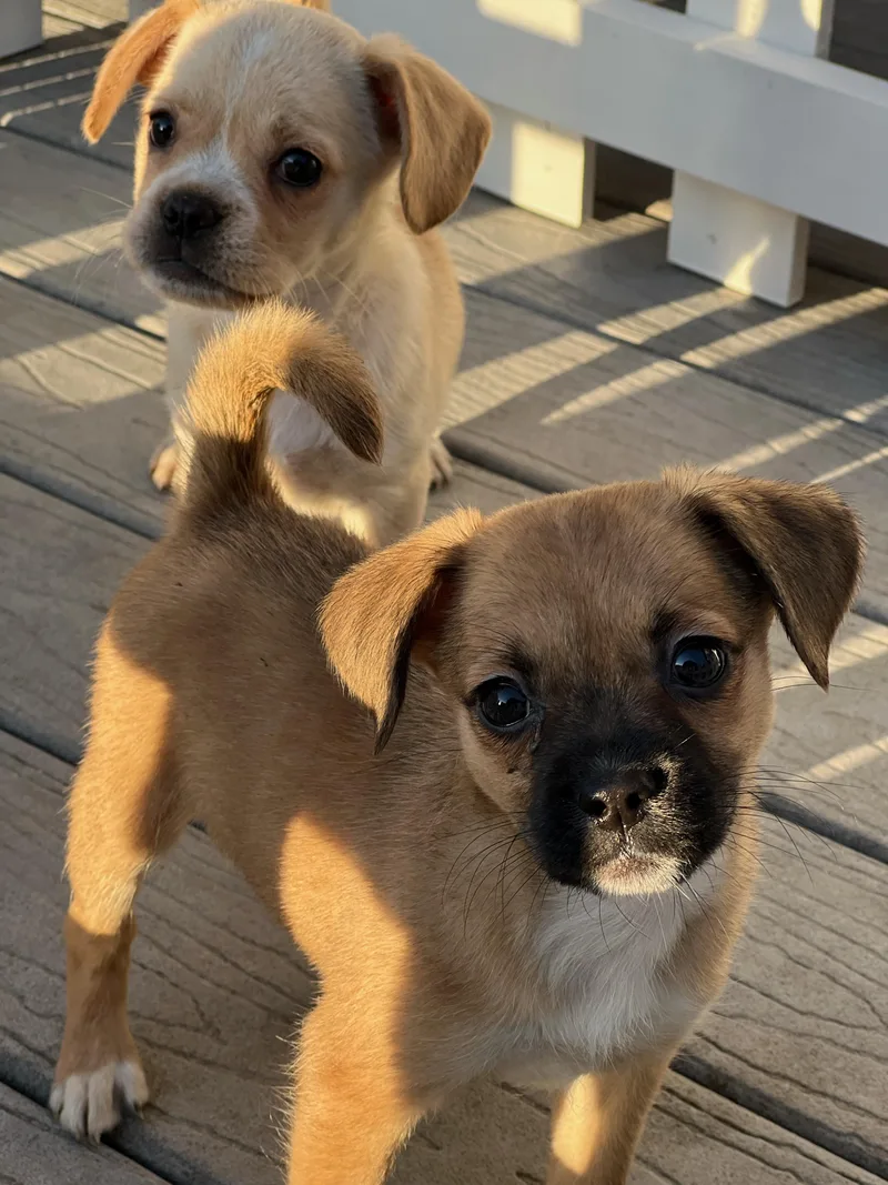 A baby small-sized female Brown / Chocolate Puggle dog named Lola for adoption in Hawthorne, CA