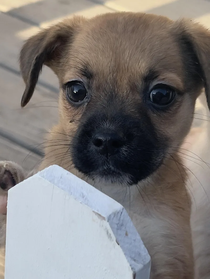 Lola thumbnail 3