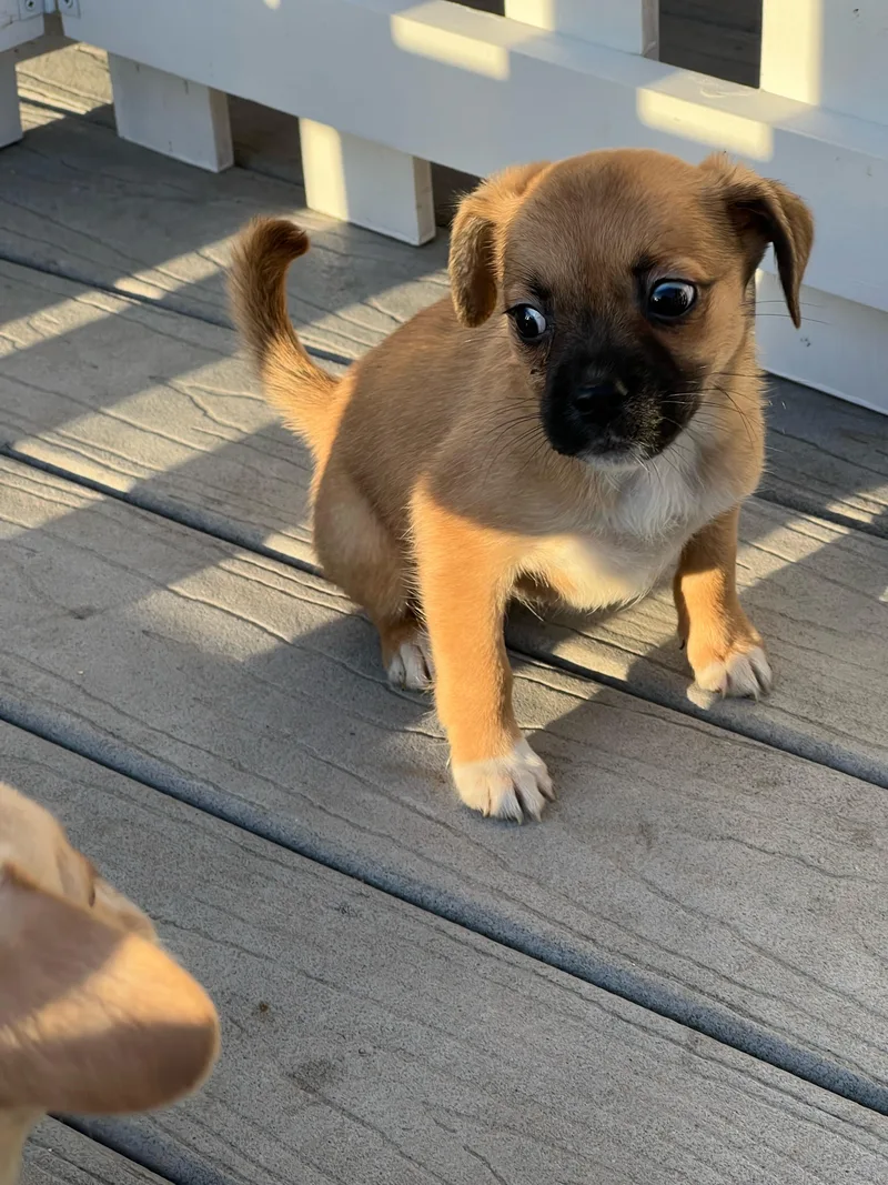 Lola thumbnail 4