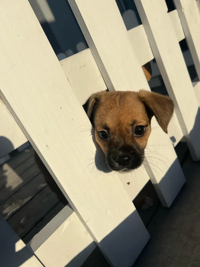 Lola thumbnail 5