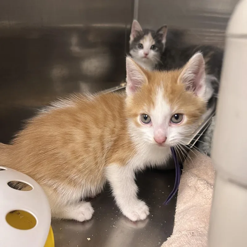 A baby small-sized male Orange / Red Domestic Short Hair cat named Glep for adoption in Mentor, OH