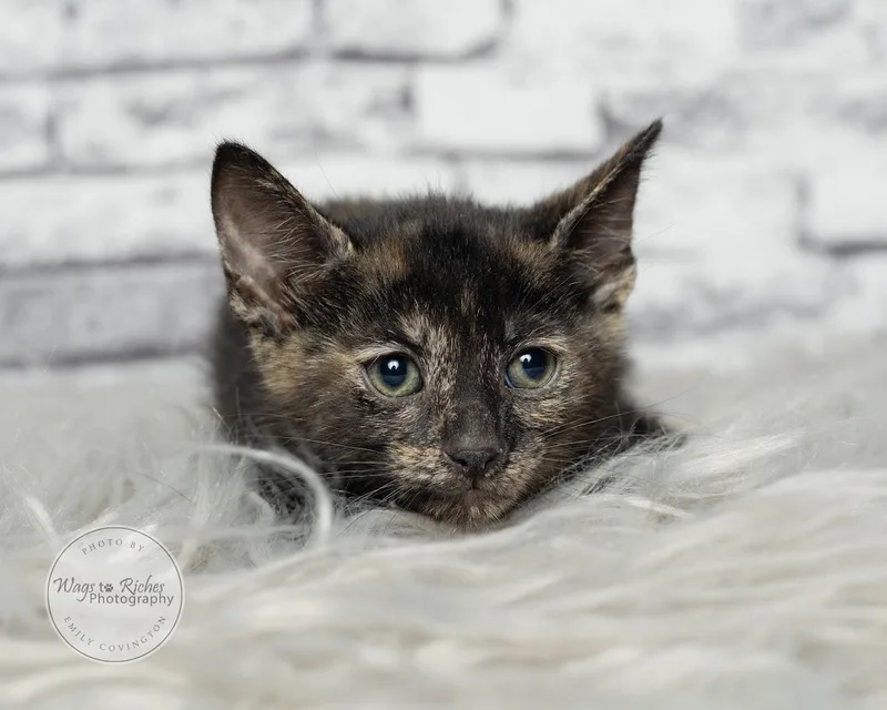 A baby medium-sized female Tortoiseshell cat named Annie for adoption in Tuscaloosa, AL