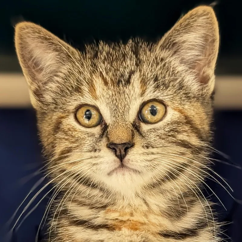 A baby medium-sized female Torbie Domestic Short Hair cat named Pong for adoption in Jefferson, WI