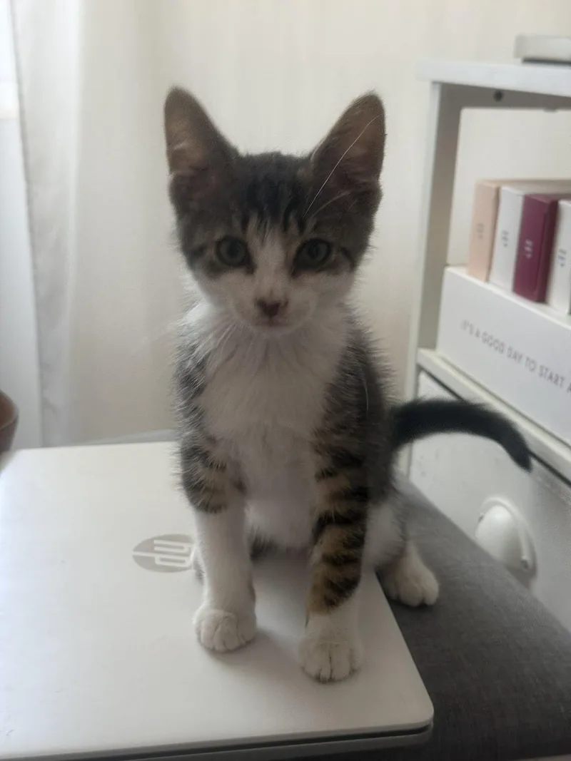 A baby medium-sized male Tabby (Gray / Blue / Silver) Domestic Short Hair cat named Andy for adoption in Aberdeen, NC