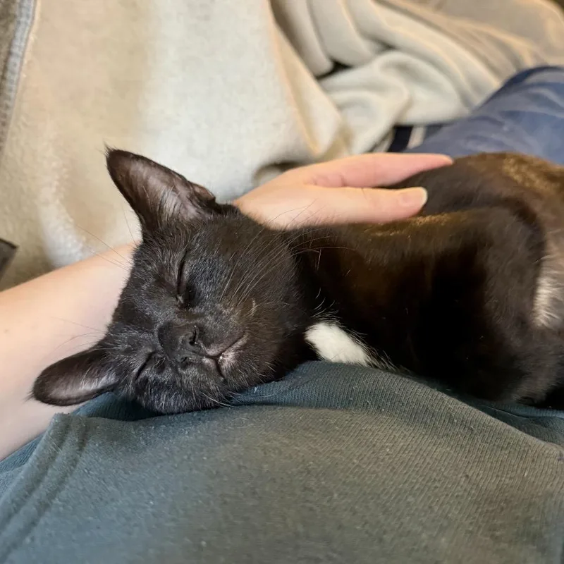 A baby small-sized female Black Domestic Short Hair cat named Welly for adoption in Middle Village, NY