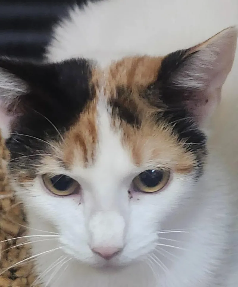 A baby small-sized female Domestic Short Hair cat named Heidi for adoption in Little Rock, AR