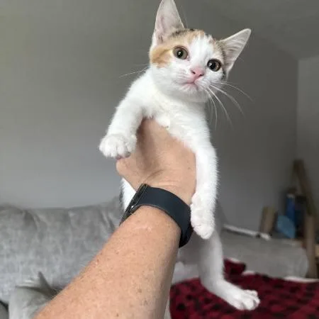 A baby small-sized female Domestic Short Hair cat named Butterscotch for adoption in Hannibal, MO