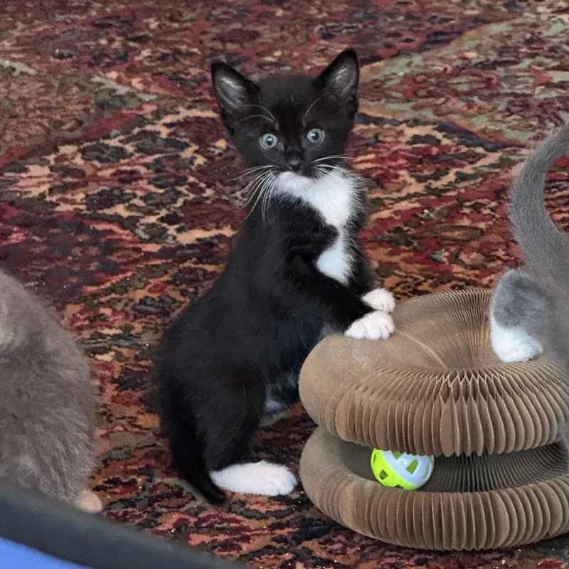A baby medium-sized male Black & White / Tuxedo Domestic Short Hair cat named Wolski for adoption in Milwaukee, WI