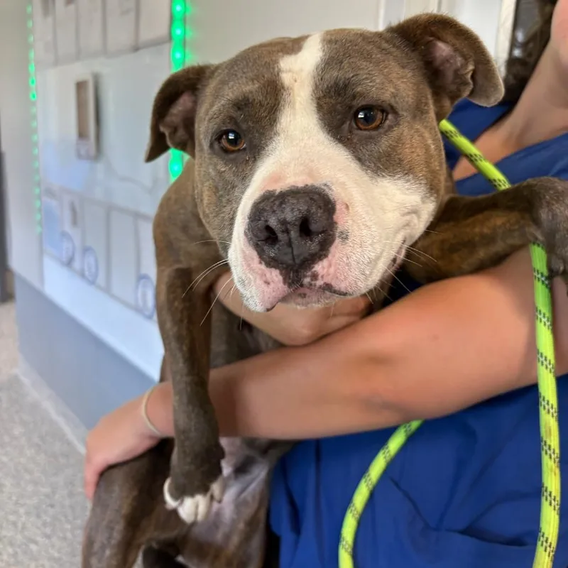 An adult medium-sized female Brown / Chocolate Mixed Breed dog named Pippa for adoption in Greenville, SC