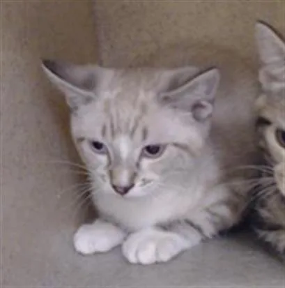 A baby small-sized male Domestic Short Hair cat named Shell for adoption in Denver, CO