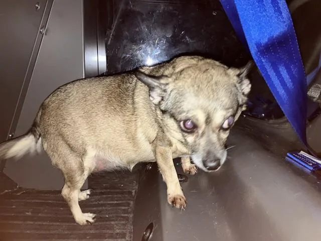 An adult small-sized female Mixed Breed dog named Bailey for adoption in Dallas, TX