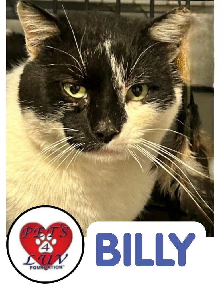 Billy  Melville thumbnail 5