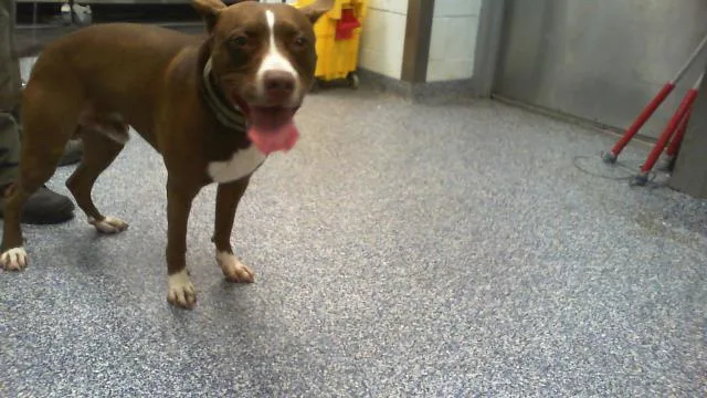 An adult medium-sized male Pit Bull Terrier dog named Apollo for adoption in Charlotte, NC