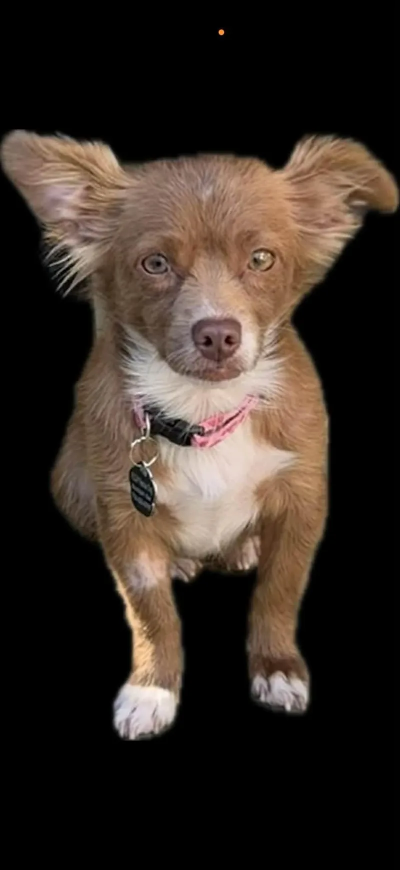 Ginger thumbnail 2