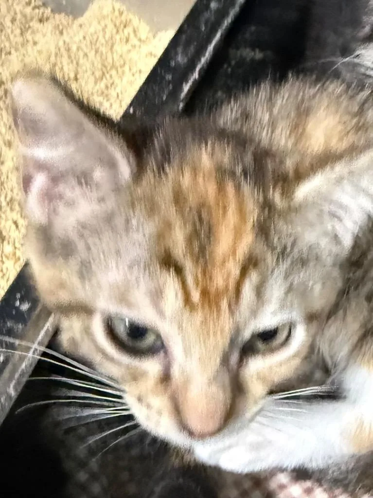 A baby small-sized female Domestic Short Hair cat named Libby for adoption in Saint Francisville, LA
