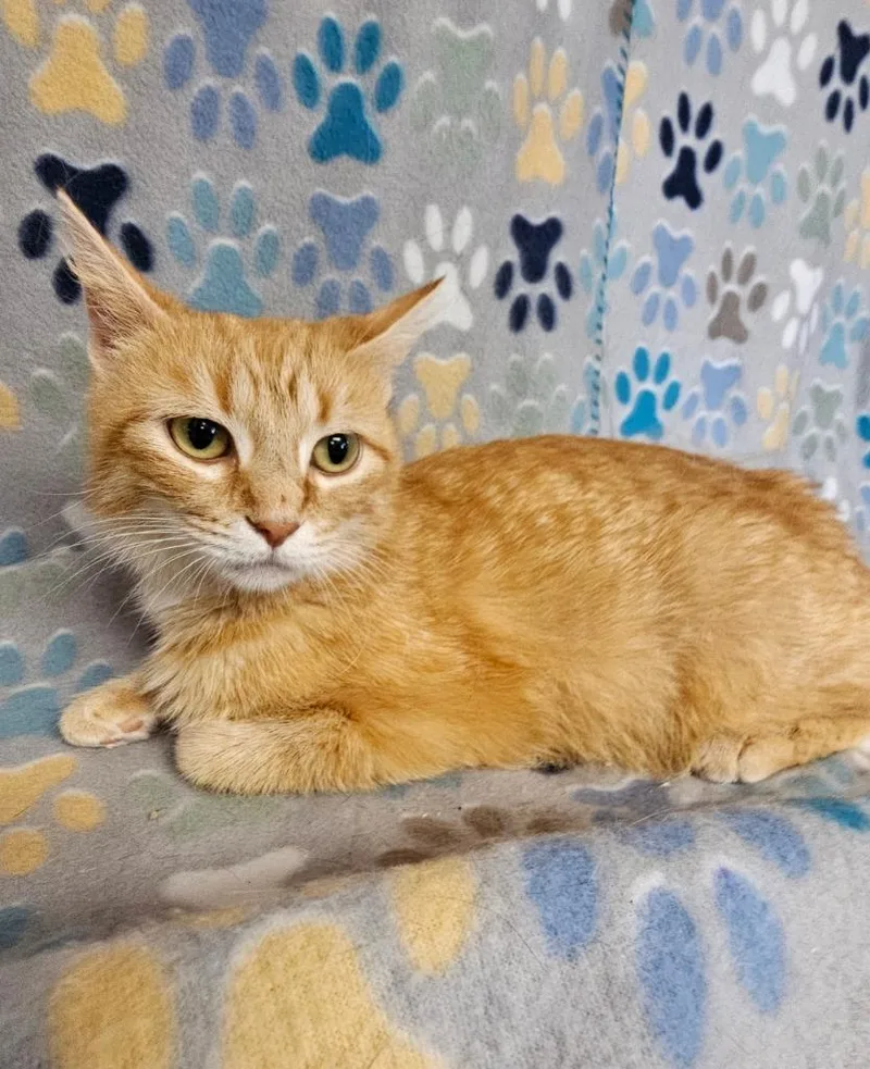 A young medium-sized female Domestic Short Hair cat named Bubblegum for adoption in Wabash, IN