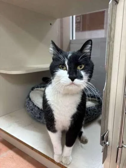 A senior small-sized male Domestic Short Hair cat named Winky for adoption in North Miami Beach, FL
