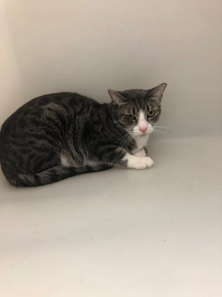 A young medium-sized male Domestic Short Hair cat named Danny for adoption in Columbia, TN