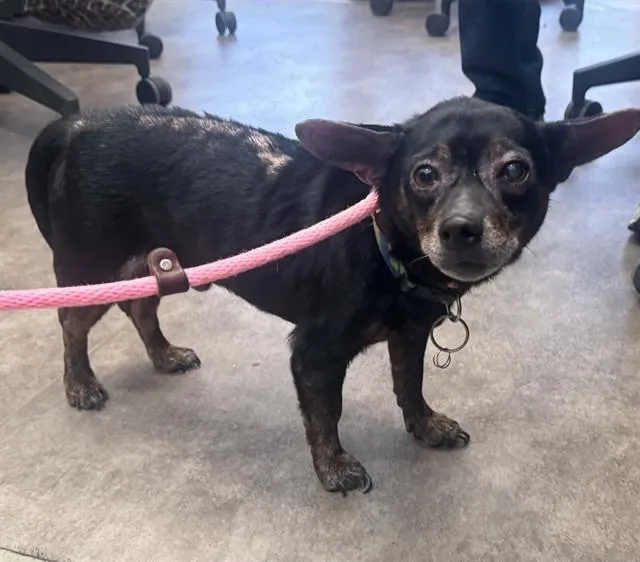 An adult medium-sized male Mixed Breed dog named Murphy for adoption in Dallas, TX