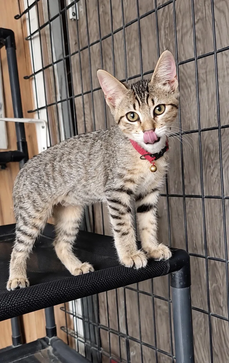 A baby medium-sized female Gray / Blue / Silver Domestic Short Hair cat named Ming Ming for adoption in Spring, TX