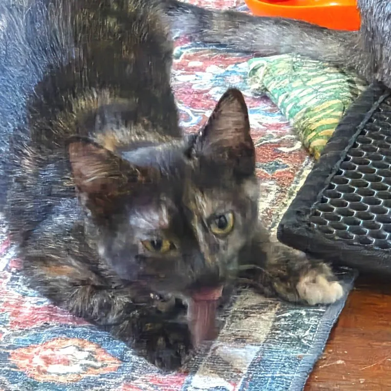 A baby small-sized female Calico Domestic Short Hair cat named Spinach for adoption in Huntsville, AL